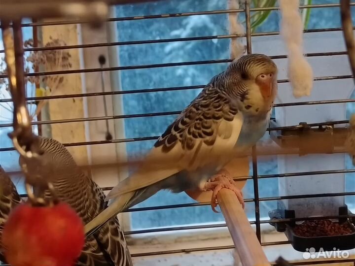 Птенцы волнистого попугайчика