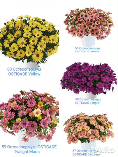 Вегетативные черенки