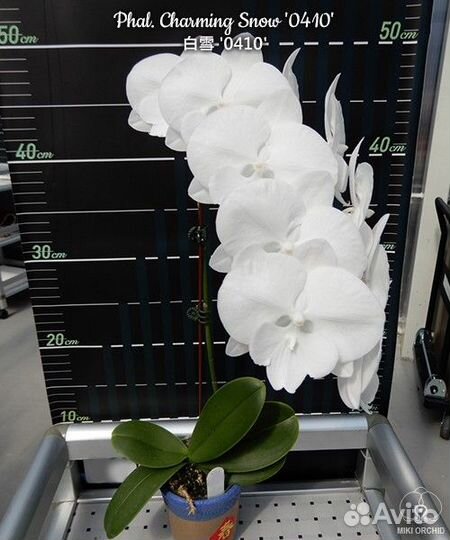Фаленопсис Charming Snow Биг лип