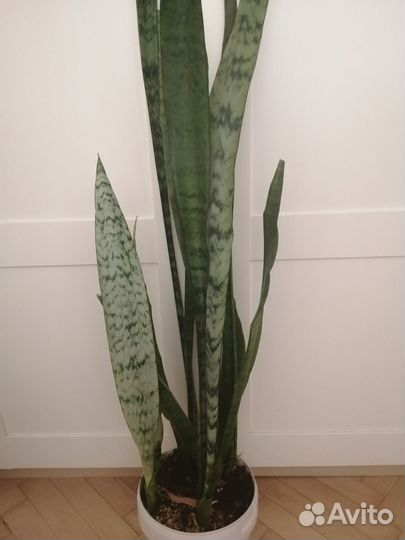 Сансевиерия