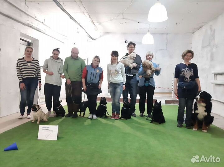 Кинолог. Дрессировка собак