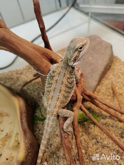 Бородатая агама