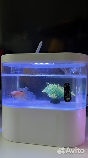 Бронь.Умный аквариум с рыбкой петушок
