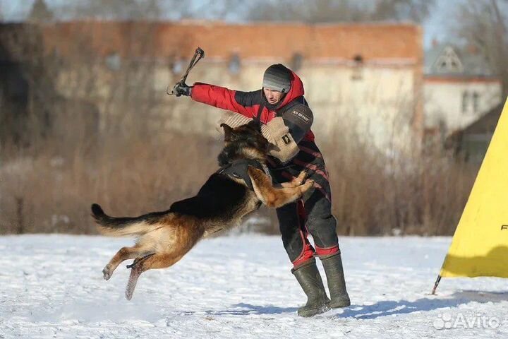 Немецкая овчарка