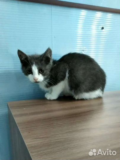 Котёнок девочка