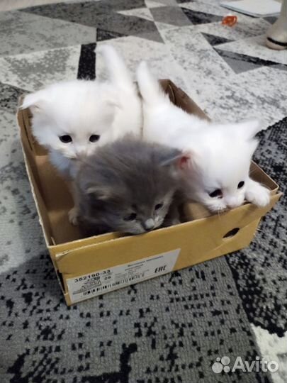 Отдам котят в добрые руки