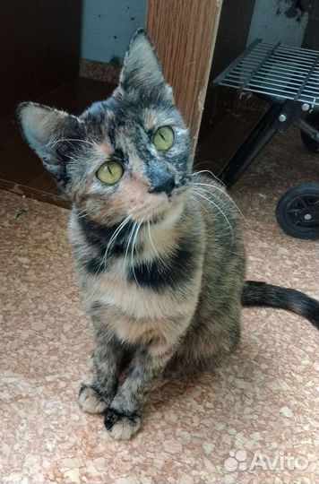 Особенная Ириска