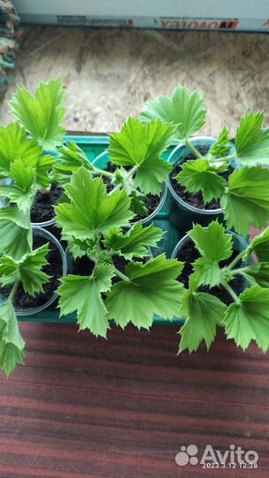 Пеларгония королевская (герань) сортовая