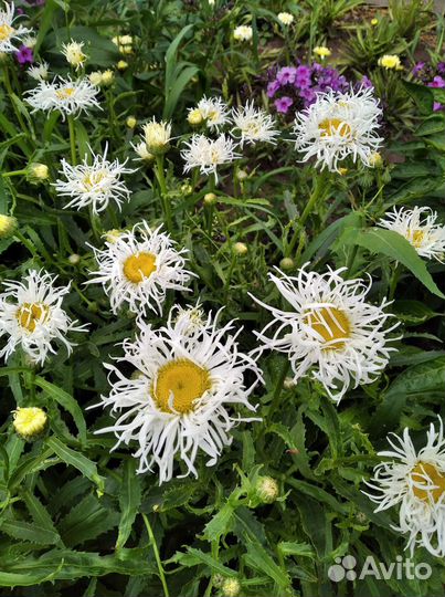 Нивяник Goldsmith,Goldrausch, Old Court Variety