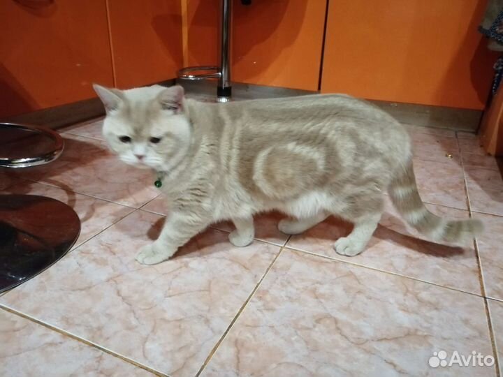 Шотландский кот вязка