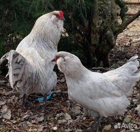 Цветное яйцо амераукана, Маран, лакеданзи