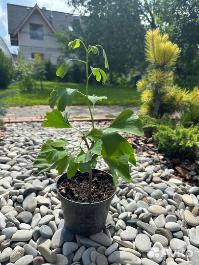 Гинкго билоба саженцы