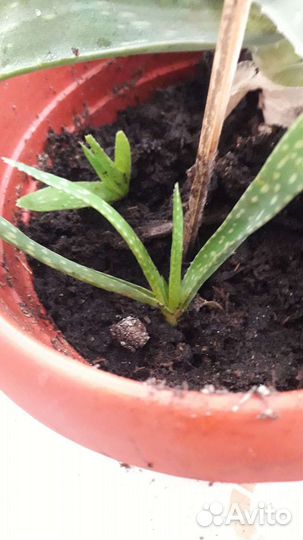 Цветы алоэ вера