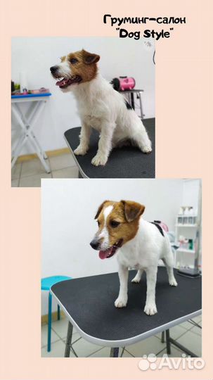 Стрижка собак и кошек