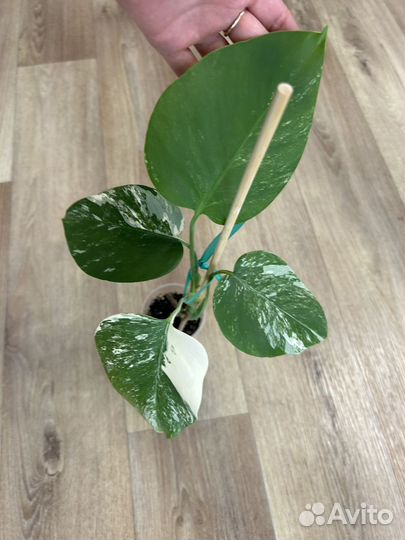 Монстера альба