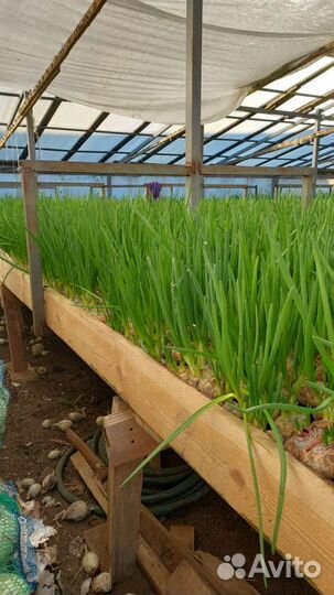 Теплица в аренду