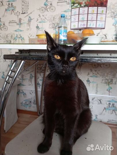 Котята в дар бесплатно