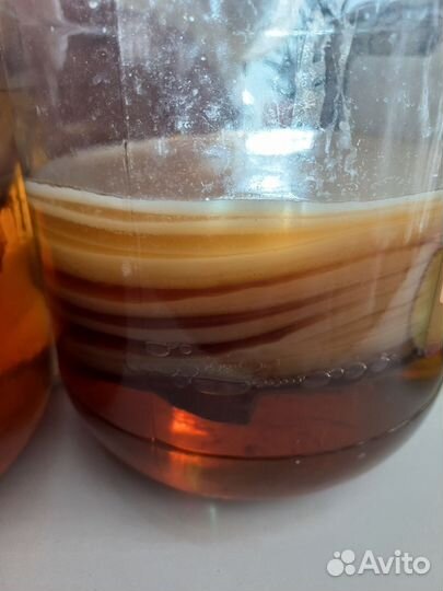 Чайный гриб