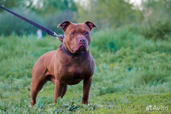 Питбуль Добис в ответственные руки