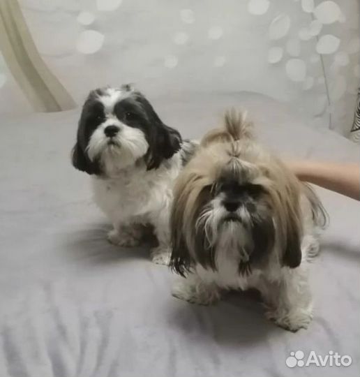 Щенки ши-тцу