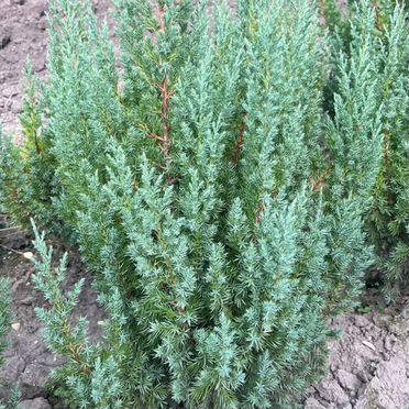 Можжевельник Стрикта