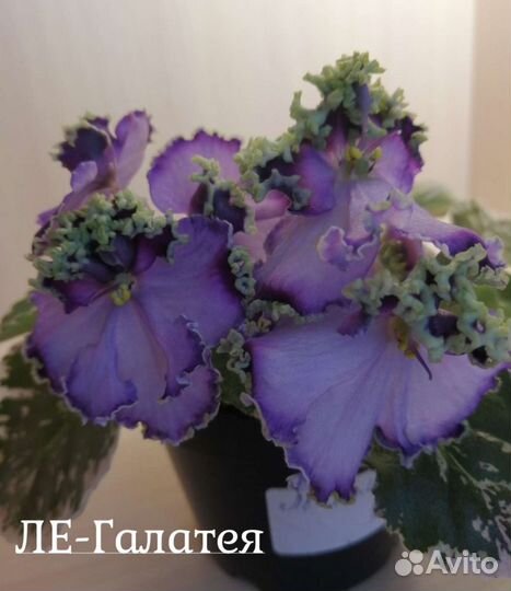 Детки фиалок, лист на срез