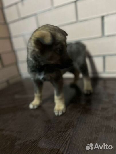 Щенки. мальчики и девочки. С Ушами.) В добрые