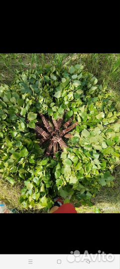 Банные берёзовые веники