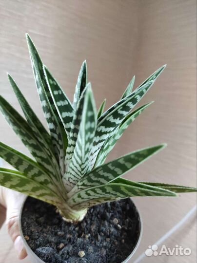 Сансевиерия Кирки Сильвер Блю и Алое Пестрое