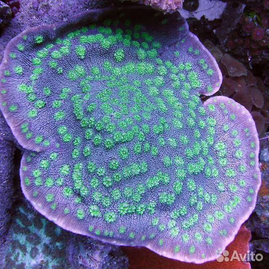 Kораллы для морского аквариума