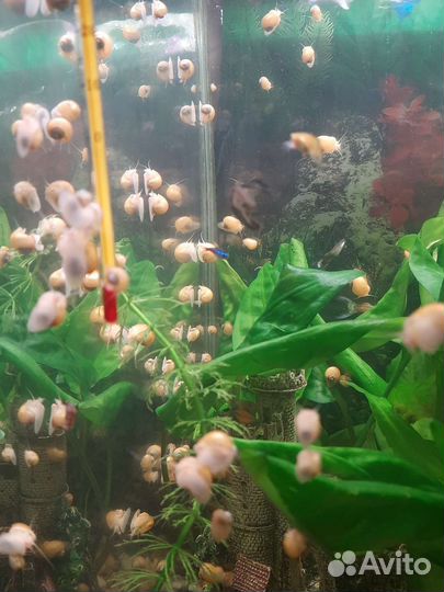 Улитки аквариумные Ампулярия