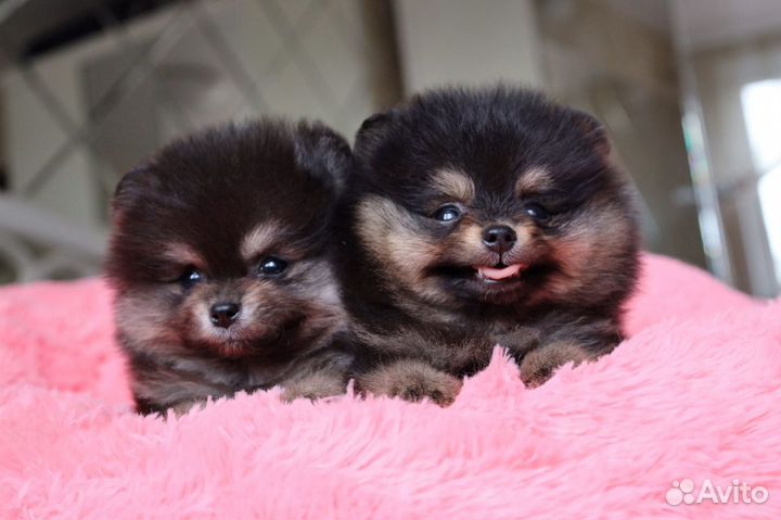 Померанский Шпиц, девочки