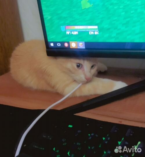 Рыжий котенок мальчик в добрые ручки