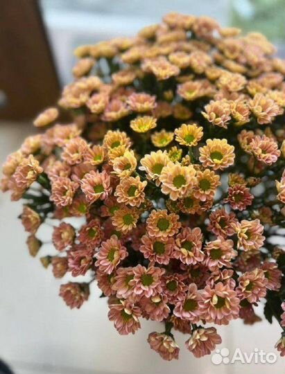 Букет из сантини ромашка