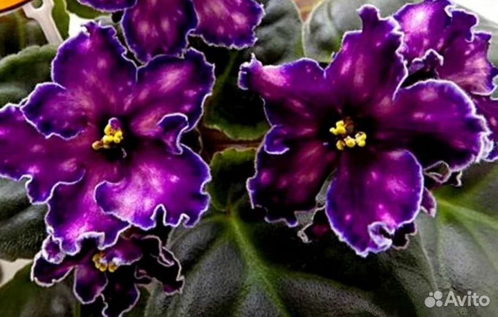 Сортовые фиалки