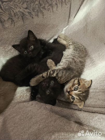 Котята