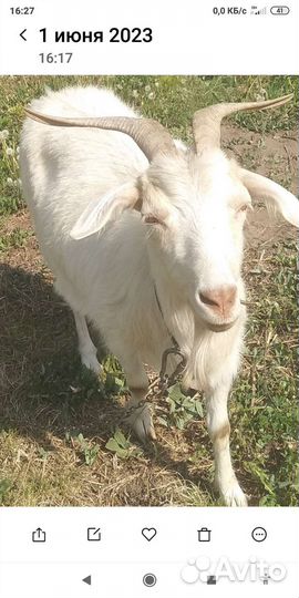 Коза дойная молочная
