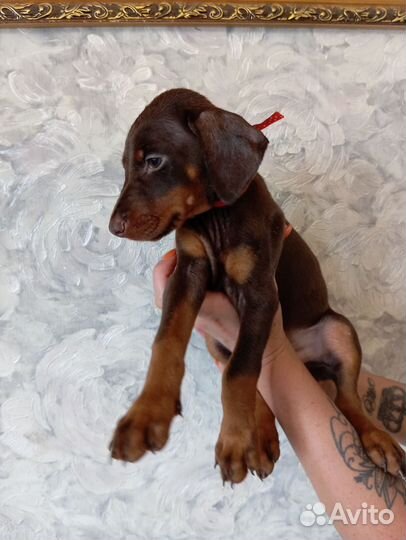 Щенки добермана