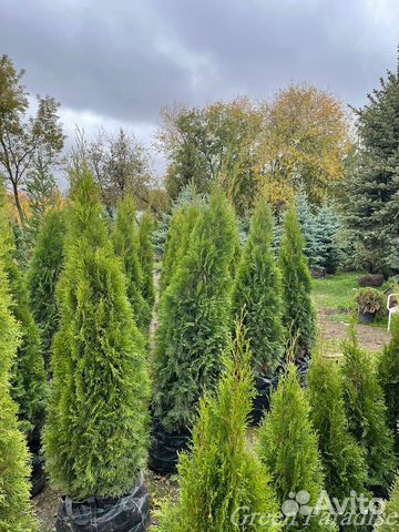 Туя Смарагд extra