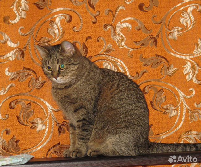 Потерялась кошка