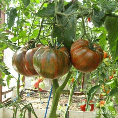 Семена коллекционных томатов