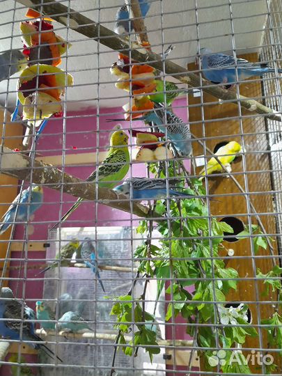 Продаю волнистых попугаев молоденьких