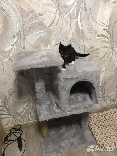 Домик для кошки новый