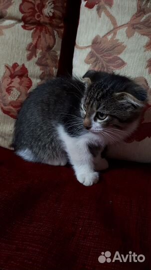 Вислоухие котята в добрые руки