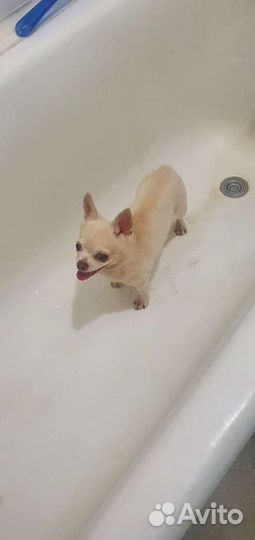 Вязка кобель чихуахуа