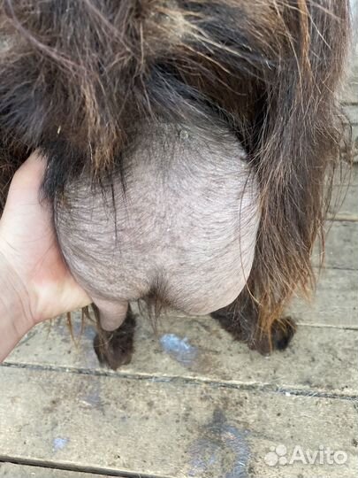 Коза дойная молочная