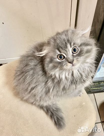 Котята 2 месяца