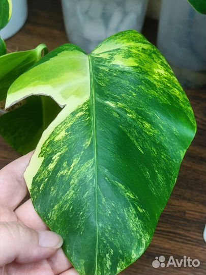 Монстера yellow желтая