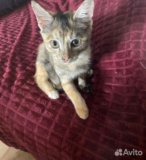 Кошка в дар