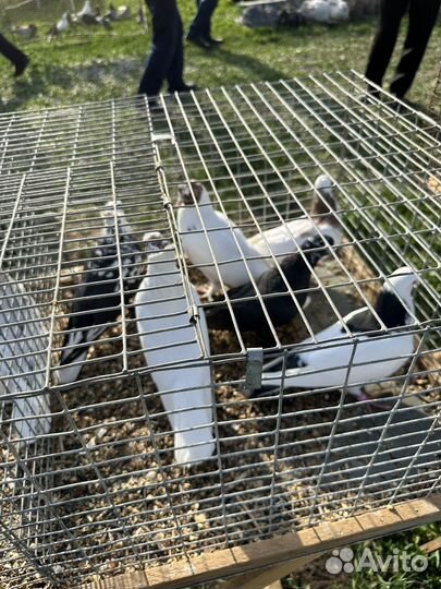 Продаю бойных голубей